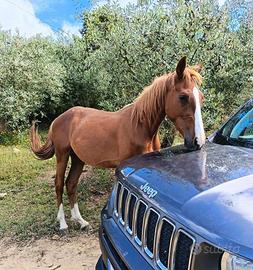 Cavalli domati permuto