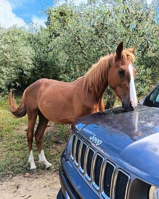 Cavalli sdomati permuto