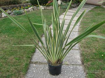 Phormium Tenax Variegato V24