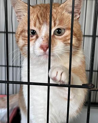 ? Un concentrato di dolcezza