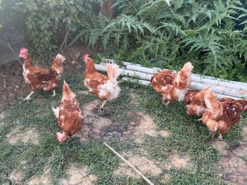 Galline da uova
