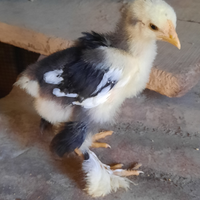 Pulcini pulcinotti galli gallina brahma