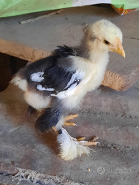 Pulcini pulcinotti galli gallina brahma