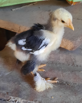 Pulcini pulcinotti galli gallina brahma