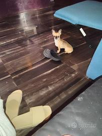 Hfer chihuahua mini Toy