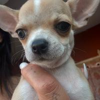 Chihuahua
