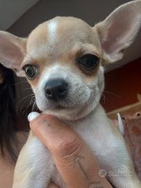 Chihuahua