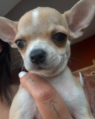 Chihuahua