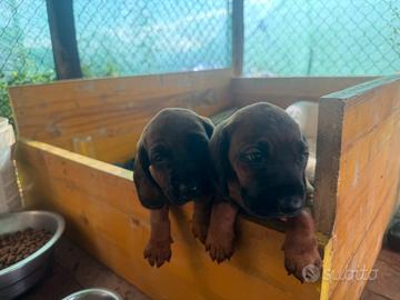 cagnoline  di segugio bevarese