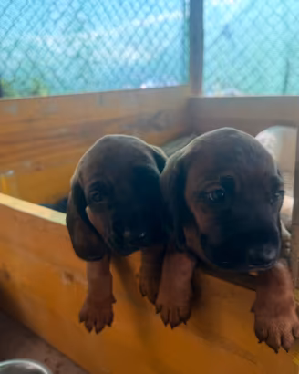 cagnoline  di segugio bevarese
