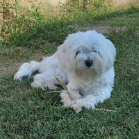 Cane Maltese maschio disponibile accoppiamento