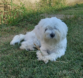 Cane Maltese maschio disponibile accoppiamento