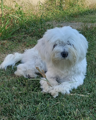 Cane Maltese maschio disponibile accoppiamento