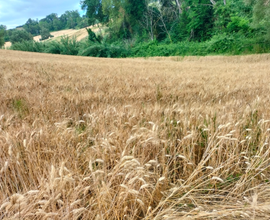 Terreno agricolo collinare