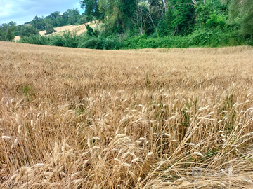 Terreno agricolo collinare