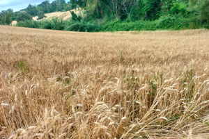 Terreno agricolo collinare