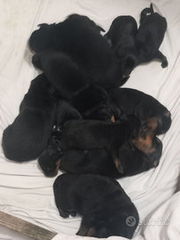 Cuccioli rothwailer x
