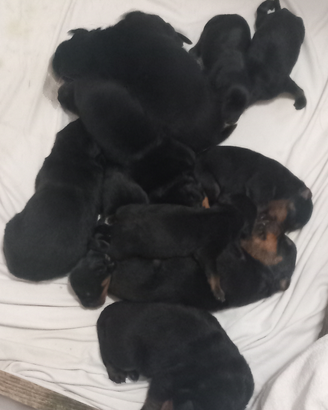 Cuccioli rothwailer x