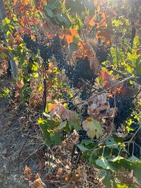 UVA DA VINO