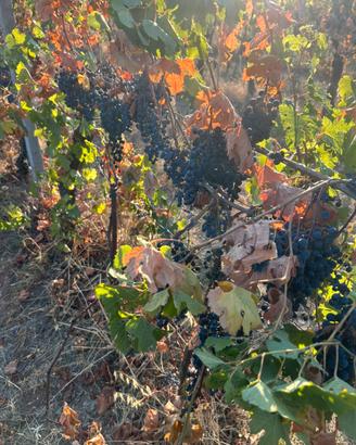 UVA DA VINO