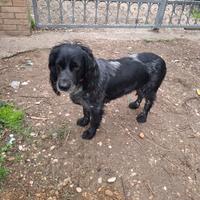 Cane Springer Spaniel