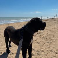 Giovane maschio cane corso