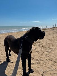 Giovane maschio cane corso