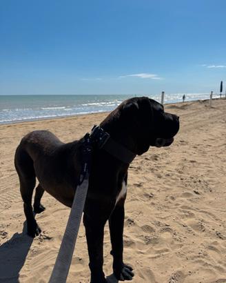 Giovane maschio cane corso
