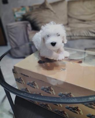 Maltese bianco