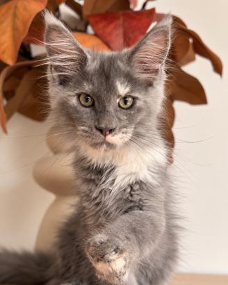 Maine Coon Alta Genealogia - Cuccioli rari
