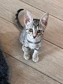 Gattina 3 mesi