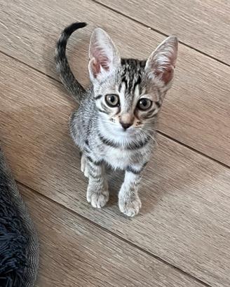 Gattina 3 mesi