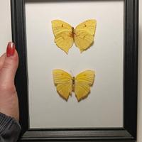 quadro entomologico Phoebis Rurina 