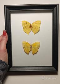 quadro entomologico Phoebis Rurina 