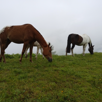 Puledra appaloosa 3 anni