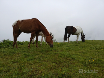 Puledra appaloosa 3 anni