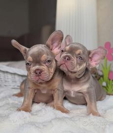 BULLDOG FRANCESE FEMMINE CUCCIOLE - bouledogue