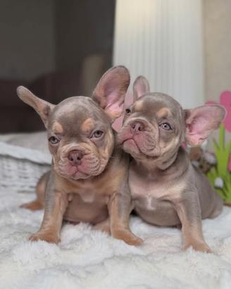BULLDOG FRANCESE FEMMINE CUCCIOLE - bouledogue