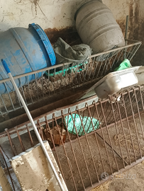 Mangiatoie per capre