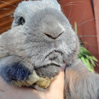 Coniglio ariete nano blu di Vienna