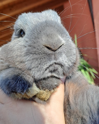Coniglio ariete nano blu di Vienna