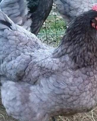 Australorp galline ovaiole