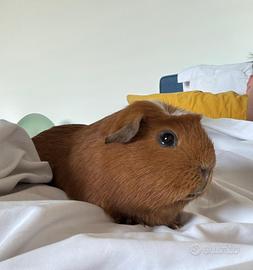 Cavia