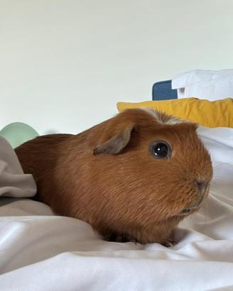 Cavia