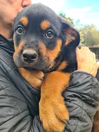 ANNABELLE, dolcissima mix ROTTWEILER
