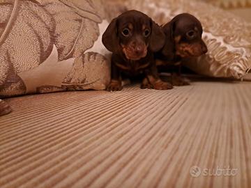 Cuccioli bassotti
