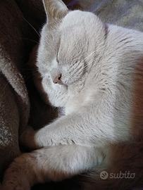 British shortair accoppiamento