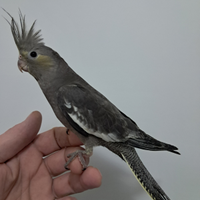 Pappagallo calopsite