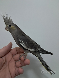 Pappagallo calopsite