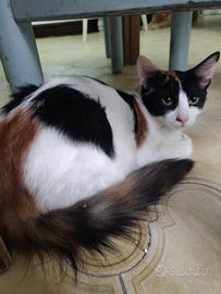 Ivy gatta 5 mesi